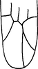 Forewing on Farynala confusa Ahmed & Naheed, 1981: Forewing. (Observation).