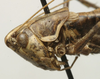 CollectionObject 1535994; 0135e7ad-417e-4968-ad7c-8543bef6b667: female head and pronotum, lateral view (syntype). (CollectionObject).