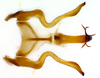 Connective on Carapona vulta (DeLong & Freytag, 1975): Male [DZRJ: connective, styles and aedeagus, dorsal view. (Observation).