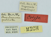 CollectionObject 1597435; 1fb8c08a-0102-4a8b-b033-8c15282b6d02: labels (syntype). (CollectionObject).