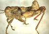 Lithidiopsis carinatus Dirsh, 1956: male, lateral view. (Otu).