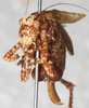 CollectionObject 1532430; 8b288220-77c0-4218-8096-a2bf1dfa0412: female, frontal view (holotype). (CollectionObject).