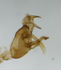 Pygofer, lateral view: !! display not done !! on Bostaera balli Penner, 1952: (Observation).