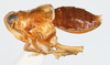 Habitus, lateral view on Delphacodes sucineus Beamer, 1948: (Observation).