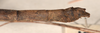 CollectionObject 1559664; b58b7dfc-83d6-4961-b8c9-28596e10cff4: copyright OUMNH. female: end of abdomen, lateral view (holotype). (CollectionObject).