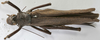 CollectionObject 1539732; a1a02b5a-639d-47c5-badd-bf1a6ee56db3: female, dorsal view (holotype). (CollectionObject).