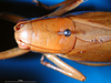 CollectionObject 1500520; f6e727fb-935c-4f6e-b0c7-8b694f6d1089: female head and pronotum, dorsal view (holotype). (CollectionObject).