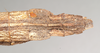 CollectionObject 1559197; 958d0635-9492-4c7e-8b6b-b20736f020c2: copyright Natural History Museum, London. female: end of abdomen, dorsal view (syntype). (CollectionObject).