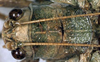 CollectionObject 1531810; 438ce5a2-39d1-48b7-abc6-89bb9b2bc750: female head and pronotum, dorsal view (holotype). (CollectionObject).