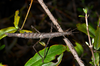 Niveaphasma annulatum (Hutton, 1898): copyright Paul D. Brock. female, Mt Iron, Wanaka, 23 February 2015. (Otu).