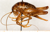 CollectionObject 1499658; 350f3ae7-c142-438b-b53e-2928ca875d03: female, lateral view. (CollectionObject).