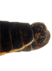Pygofer, lateral view: Caudal abdomen, lateral view. U.S.A., 1.5 mi S of McGaffey, INHS. (Observation).