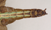 CollectionObject 1563454; 0830d837-4039-465a-a532-c44ed5893def, NHMUK(SF IMPORT DUPLICATE) 845228: copyright Natural History Museum, London. male: end of abdomen, dorsal view (holotype). (CollectionObject).