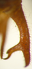 CollectionObject 1475679; ef147de6-945b-48e7-8582-95547db27a17: male cercus, dorsal view (holotype). (CollectionObject).