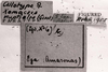 CollectionObject 1565635; 43f45c52-9d48-4b8c-92e2-f1de65a17efe: Image C.S. Carbonell. labels (lectoallotype). (CollectionObject).