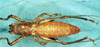 CollectionObject 1505292; 926d4ced-48f1-4409-a503-a6c1b228931a: male, dorsal view (holotype). (CollectionObject).