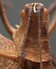 CollectionObject 1505748; 78f03c64-f318-4cbd-86f8-708f1d8849ff: female pronotum dorsal (syntype). (CollectionObject).;CollectionObject 1505749; 992b8a0b-1945-480a-b4d7-1a5a2b35fd26: female pronotum dorsal (syntype). (CollectionObject).