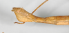 CollectionObject 1558433; b71adb15-a829-489c-ab99-7d1f8885dcaa: copyright ZMB, Berlin. female: end of abdomen, lateral view of Dimorphodes carinatus (syntype). (CollectionObject).