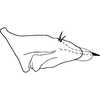 Pygofer, lateral view on Bonaspeia karensis Davies, 1987: Pygofer, lateral view. (Observation).