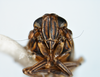 Head: !! display not done !! on Nothodelphax lineatipes (Van Duzee, 1897): (Observation).