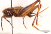 CollectionObject 1585741; e7b979fd-348c-4ab3-8a09-0538d75e12e1: female, lateral view (allotype). (CollectionObject).