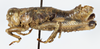 CollectionObject 1527190; 9889c07c-8f5b-41ab-8b0c-3cb02c94c58e: male, lateral view (holotype). (CollectionObject).
