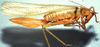 CollectionObject 1531682; a92d4653-24ab-4caa-bf23-d31984e36c16: female, lateral view (syntype). (CollectionObject).