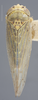 Habitus, dorsal view on Colladonus geminatus (Van Duzee, 1890): Dorsal. (Observation).