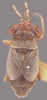 CollectionObject 1596513; 201fb084-2095-4413-b815-b79a500e9aff: Geocoris nanus HOLOTYPE (NMNH) - (CC BY-NC 3.0) - Photo by Pablo M. Dellapé with permission from the National Museum of Natural History (NMNH), Smithsonian Institution, Washington, D.C. (CollectionObject).