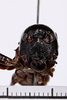 CollectionObject 1505602; 72605de9-5a50-4d26-bd40-f4a1b4ca69f3: male, anterior view (holotype). (CollectionObject).