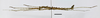 CollectionObject 1595663; 8416ac18-c066-46bd-b471-62bd83d6153c: copyright SWFU Kunming. male, lateral view (paratype). (CollectionObject).;CollectionObject 1595664; 2e916493-bfb1-4db4-9fc4-1ce74a5cd755: copyright SWFU Kunming. male, lateral view (paratype). (CollectionObject).;CollectionObject 1595665; 7cedf640-d187-4b04-b575-03190d975d63: copyright SWFU Kunming. male, lateral view (paratype). (CollectionObject).