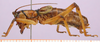 CollectionObject 1479258; cce44bce-01e6-4566-a5fc-cc09a9cf6f21, cbt016s01: male, lateral view. (CollectionObject).