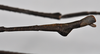 CollectionObject 1563986; NHMUK(SF IMPORT DUPLICATE) BMNH(E)845366, 5f6ba29c-8330-4b88-8f04-af2960e1bc77: copyright Natural History Museum, London. male: end of abdomen, lateral view (paratype). (CollectionObject).