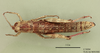 Orchamus yersini davisi Uvarov, 1949: Acinipe davisi: female, Dorsal view (holotype). (Otu).