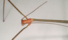 Lonchodes everetti (Kirby, 1896): copyright Natural History Museum, London. male: head and thorax of synonym Lonchodes catori (lectotype). (Otu).