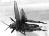 CollectionObject 1530105; 6eda9033-9ab0-4a8b-838f-4f6e9aa43a59: Image Carbonell, C.S. female, dorsal view (holotype of Spathalium stali). (CollectionObject).