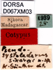 CollectionObject 1584232; e0fefc4a-e44a-48c3-811a-dbb9d49ddf4b, DORSA D067XM03: labels (syntype). (CollectionObject).