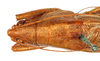 CollectionObject 1531655; 8aef7be0-9d83-42e2-b32e-3234b16f6af7: male, head and pronotum, dorsal view (holotype). (CollectionObject).