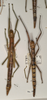 CollectionObject 1562858; 38d4d552-3136-4e0b-9115-112e2590d4e2: copyright OXUM. female of synonym Megacrania bakeri (paratypes, including nymph). (CollectionObject).;CollectionObject 1562859; b118c06a-cab4-41dd-b7cf-015d9e64251c: copyright OXUM. female of synonym Megacrania bakeri (paratypes, including nymph). (CollectionObject).