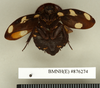CollectionObject 1573093; c1671df1-4e64-4d4c-b691-1d9b5e1bbdef: Copyright Natural History Museum, London. Non-type (adult female) in BM(NH). Ventral view. (CollectionObject).