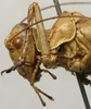 CollectionObject 1535227; ef3d83c7-fa96-4d71-a453-94766ada6941: male head and pronotum, lateral view (lectotype). (CollectionObject).