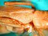 CollectionObject 1502911; e4e58ae3-53e9-41a3-a94a-44dc3106dab6: male, stridulatory area. (CollectionObject).
