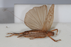 CollectionObject 1506583; cb49f7dc-4ebe-4b0b-80cf-4716726256e9: female, dorsal view (syntype). (CollectionObject).