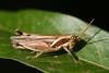 FieldOccurrence 51; 0e251050-7f46-476c-8c94-746d57f4eca0; Tanzania
Chala area eastern slopes Mt Kilimanjaro, 2006/09/02: male. (FieldOccurrence).