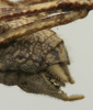 CollectionObject 1535094; 88f16536-4f93-4297-a1af-cd143ebf1639: male abdomen tip, lateral view (syntype). (CollectionObject).