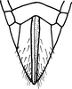 Ovipositor: Ovipositor. (Observation).