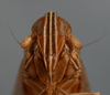 Head: !! display not done !! on Stenocranus (Codex) dorsalis (Fitch, 1851): (Observation).