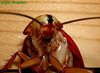 Periplaneta americana (Linnaeus, 1758): Copyright Orin McMonigle. Adult Periplaneta americana white-eyed mutation. Captive reared. (Otu).