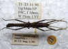 CollectionObject 1561578; ebcd843b-dc07-46ea-ba8d-39fdc0e196a2: copyright LKCNHM, Singapore. male, dorsal view (paratype). (CollectionObject).
