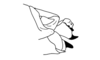Hysterotettix nigricoxa Descamps, 1979: Fig. 138. female abdomen tip, lateral view. (Otu).